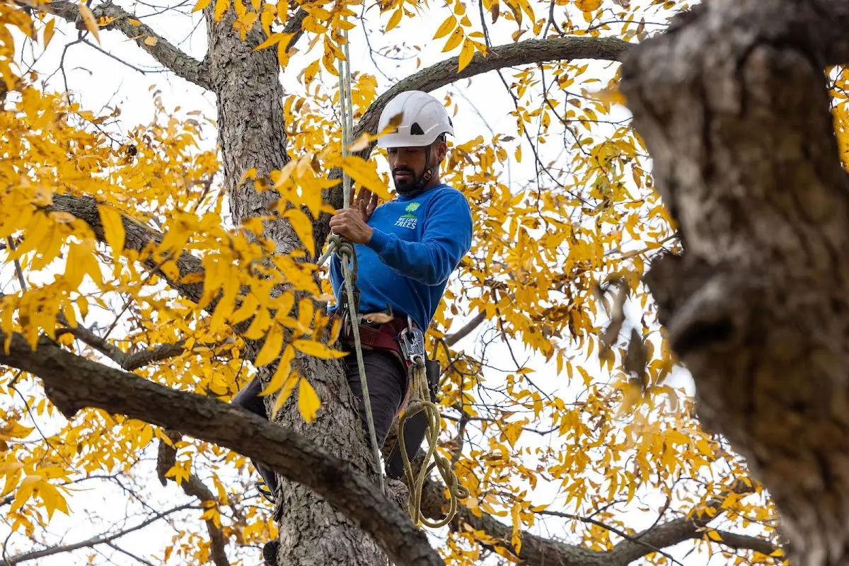 Skilled Tree Trimming crew working in Portland